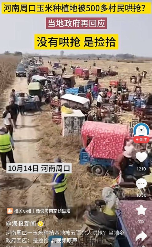 玉米“零元购”秩序井然，没有哄抢By