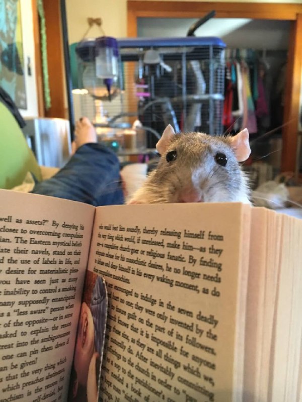 据说现在，各个国家的