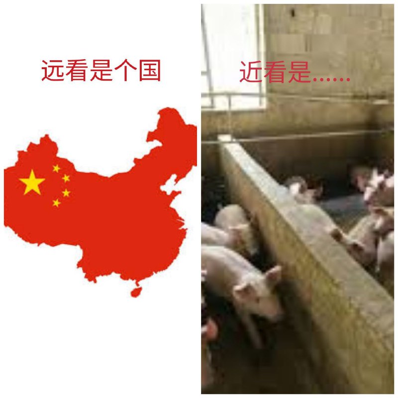 超级大猪圈