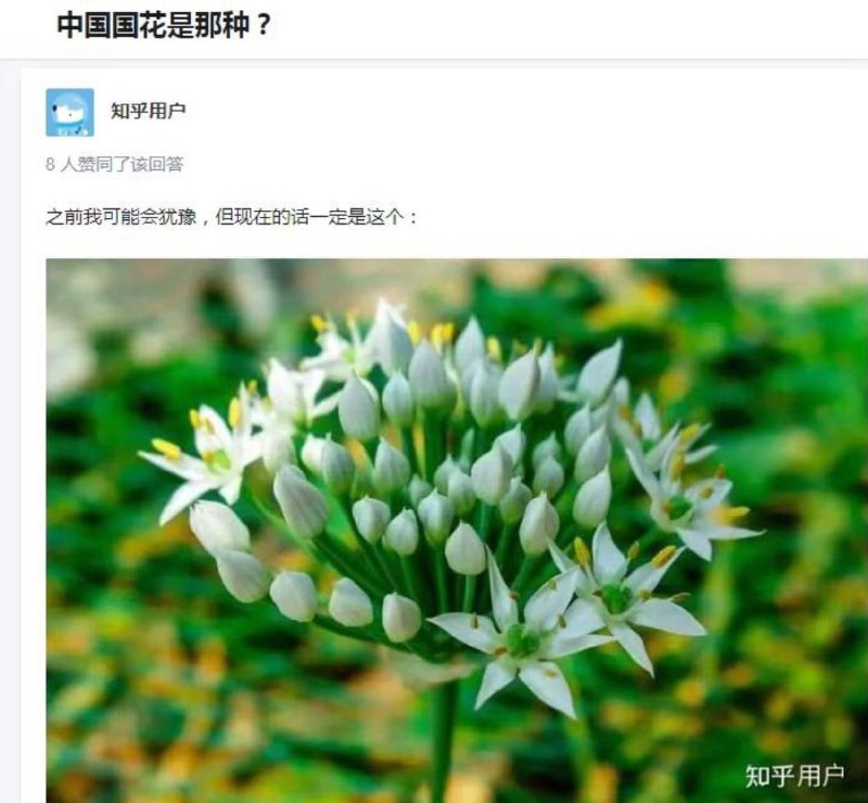 新当选国花