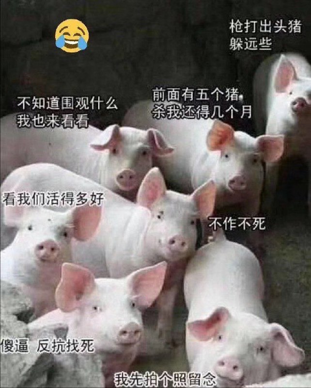 疯子马迎新