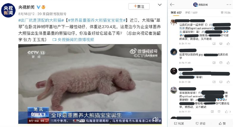 央視為大熊貓「翠翠」幼仔徵名　引爆國內外反習網友「祈翠」潮