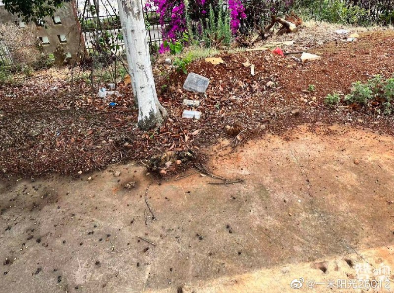 昆明理工大学 有学生在组织虐猫运动昆明理工大学 有学生在组织虐猫运动