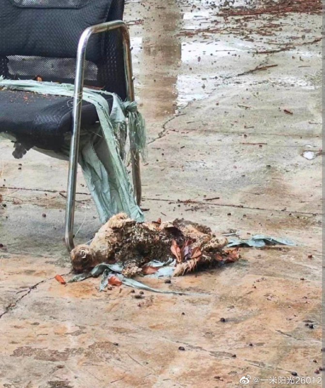 昆明理工大学 有学生在组织虐猫运动昆明理工大学 有学生在组织虐猫运动