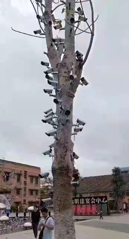 中国的圣诞树，给人民带来了极大的安全感