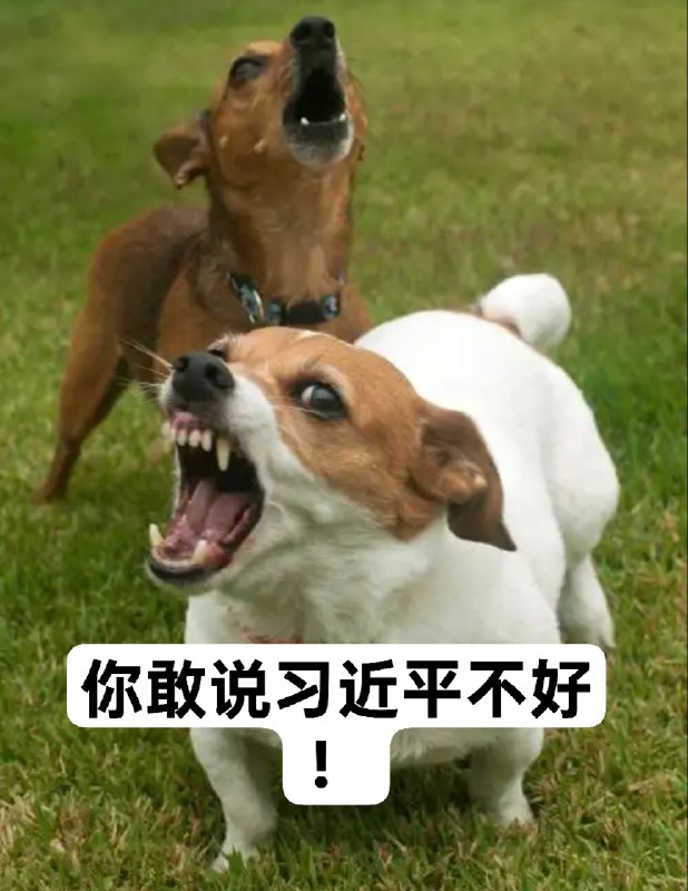 战狗出击！😎 匿名投稿